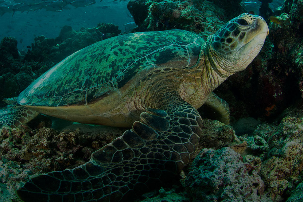 Turtle Costa Rica