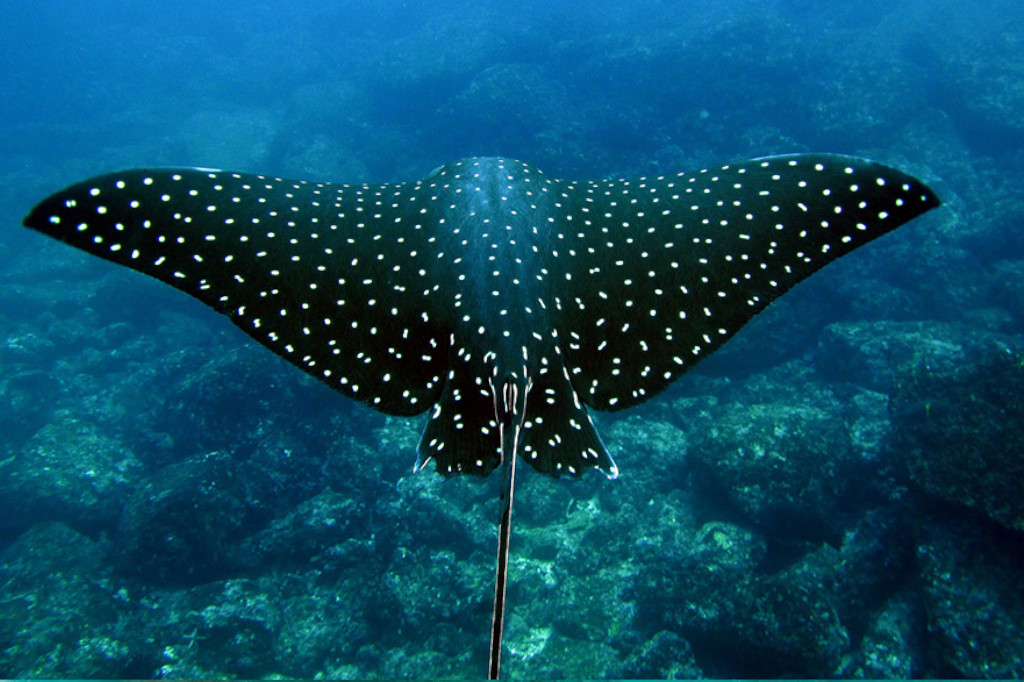 Manta Ray